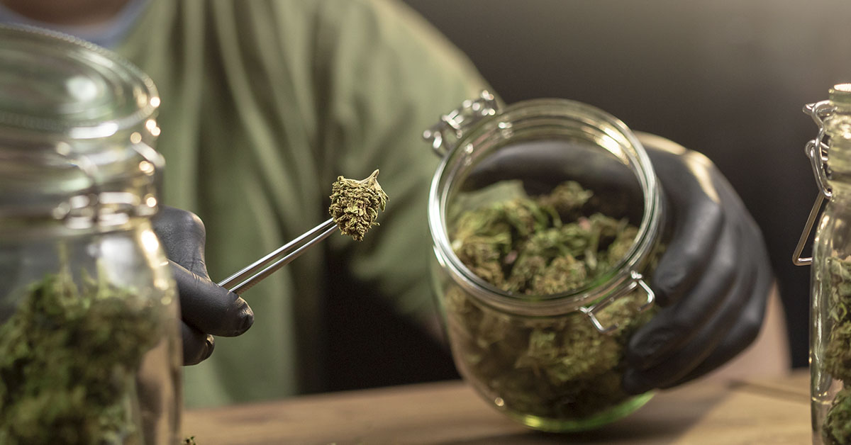 person using tweezer like tool to remove cannabis from a glass jar