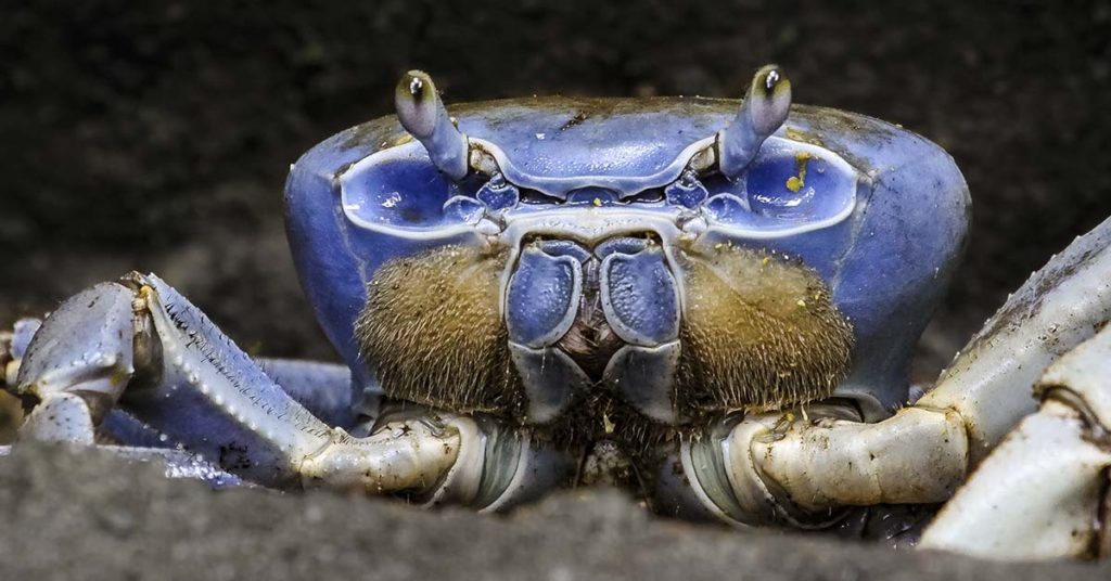 Researchers use crab shells to create new biodegradable batteries with 99.7% efficiency - Featured image