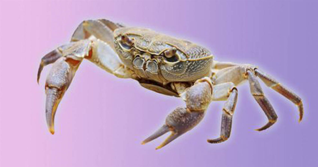 Researchers use crab shells to create new biodegradable batteries with...