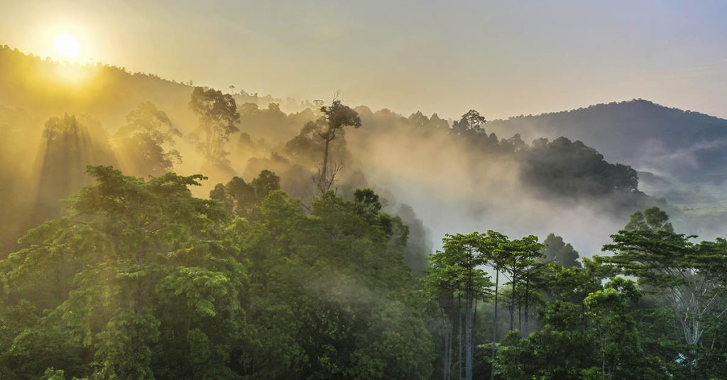 Dozens of ‘Extinct’ Creatures Found Alive in ‘Lost City’ Deep Within Rainforest - Featured image