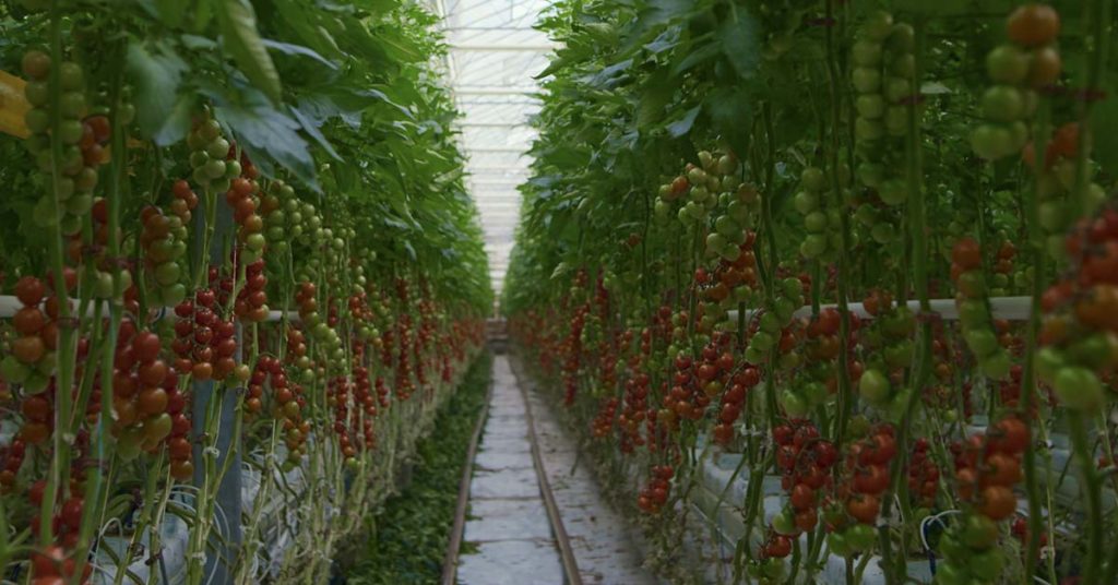 Vertical Greenhouse to Grow 2M Pounds of Produce - Featured image
