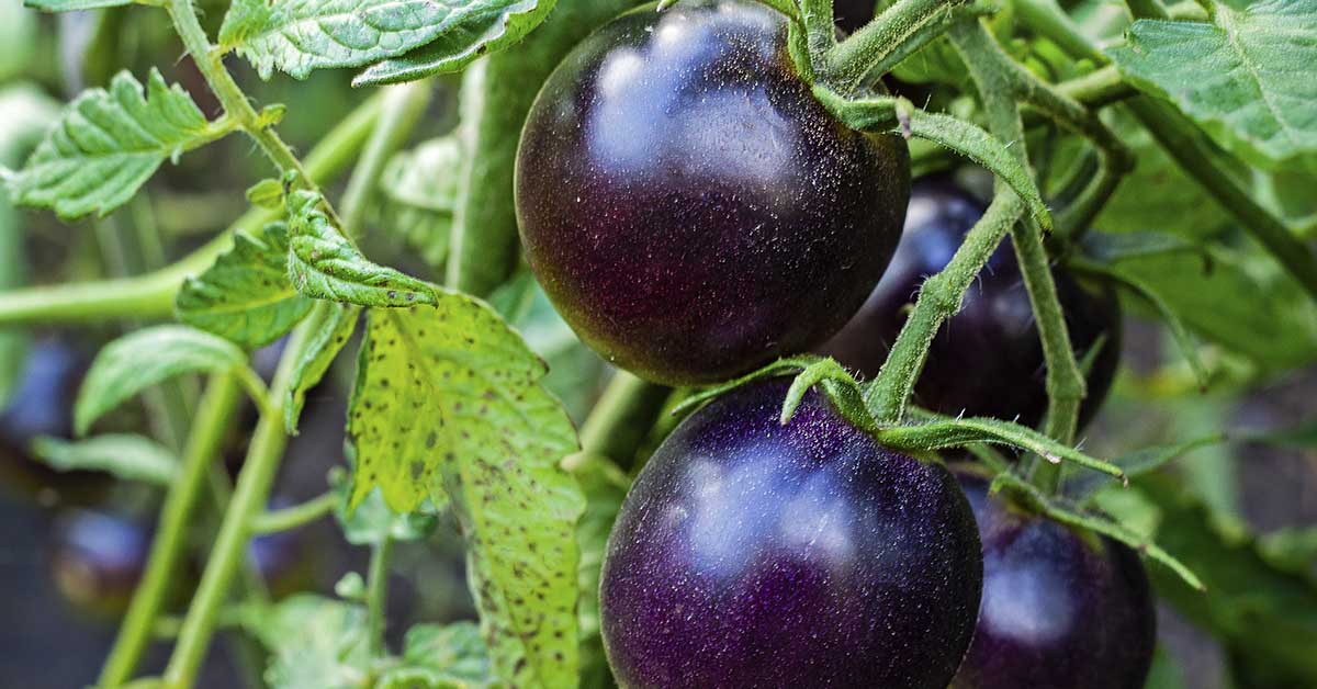 genetically modified purple tomato