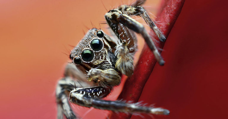 31 Rare Facts to Surprise Even the Most Knowledgeable  - Featured image