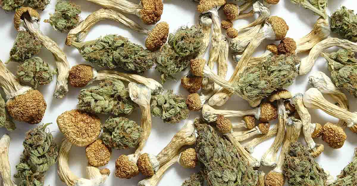 Cannabis and magic mushrooms / Psilocybin