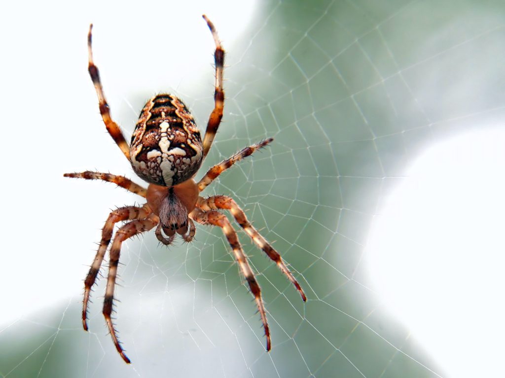 A garden spider