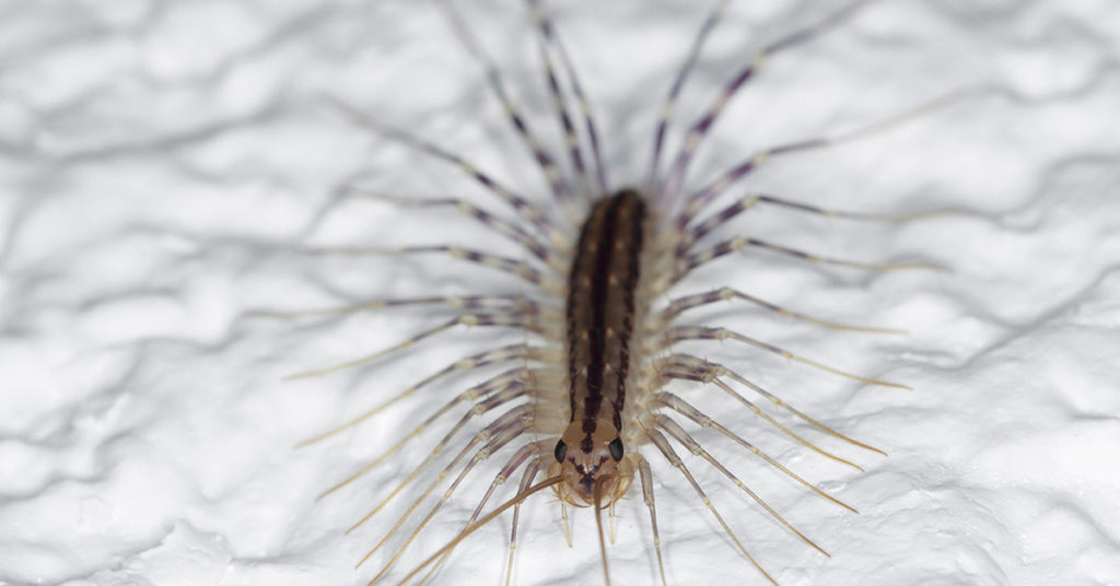 Why You Should Never Ever Kill A House Centipede If You Find One Inside Of Your Home - Featured image