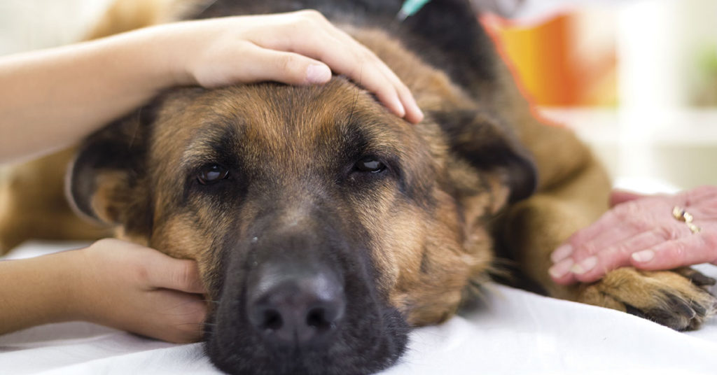 Dog Owners Need to Watch Out: Dog Dies After Eating Brownies Made With Xylitol - Featured image