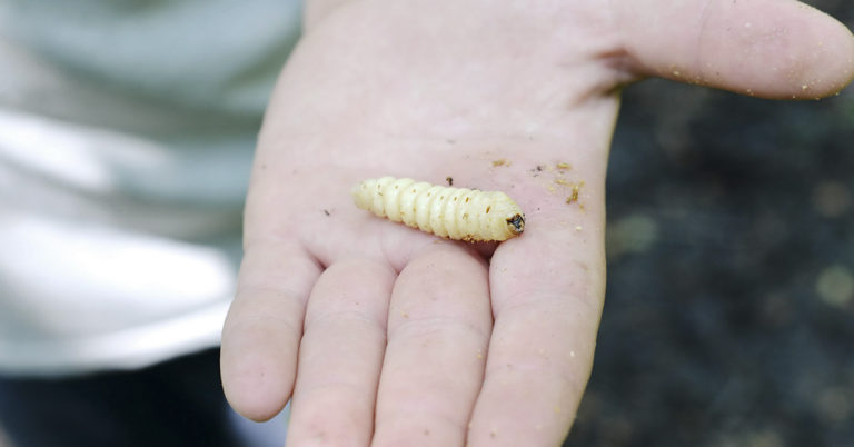 Wax Worm Saliva Rapidly Breaks Down Plastic Bags, Scientists Discover - Featured image