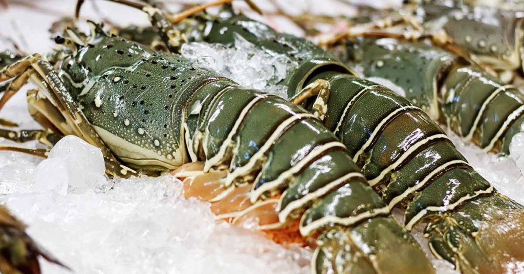 Retailers Pull Lobster from Menus After “Red List” Warning - Featured image