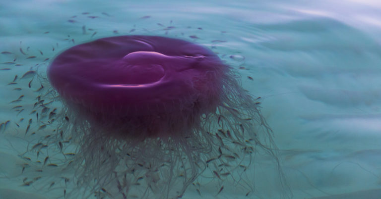 Pink Meanies, A New Species Of Jellyfish With 70-Foot Tentacles, Washing Up In Florida And Alabama - Featured image