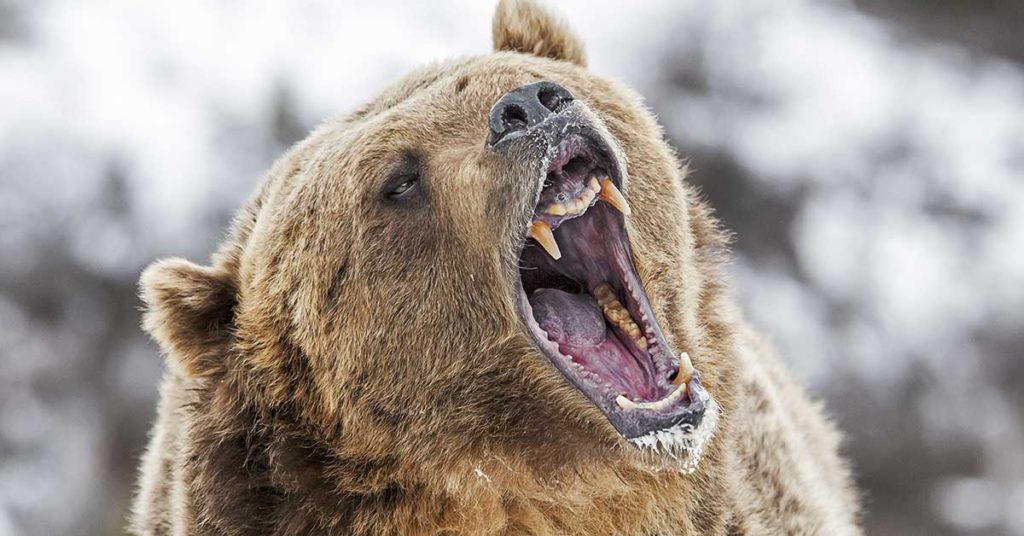 College wrestlers left ‘blood-soaked’ by bear, coach says - Featured image
