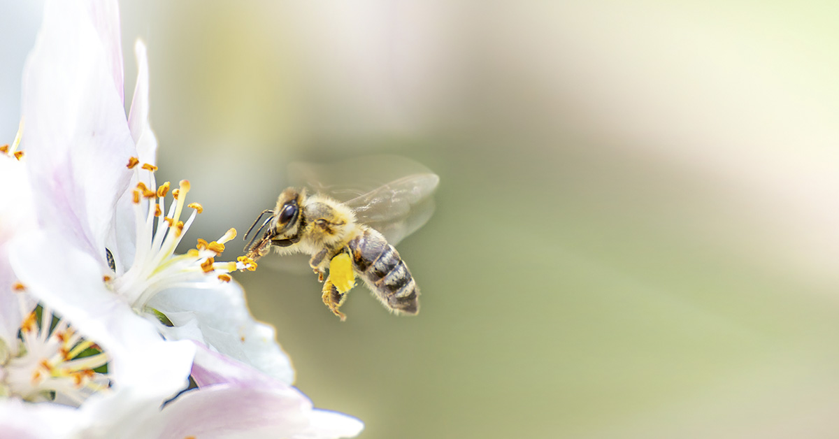 bee hovering near a flower