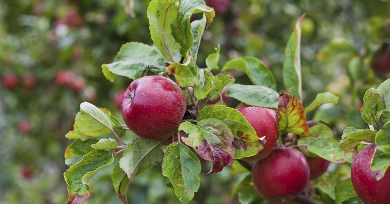 These Cities Turned Parks Into Orchards Where Anyone Can Pick For Free - Featured image