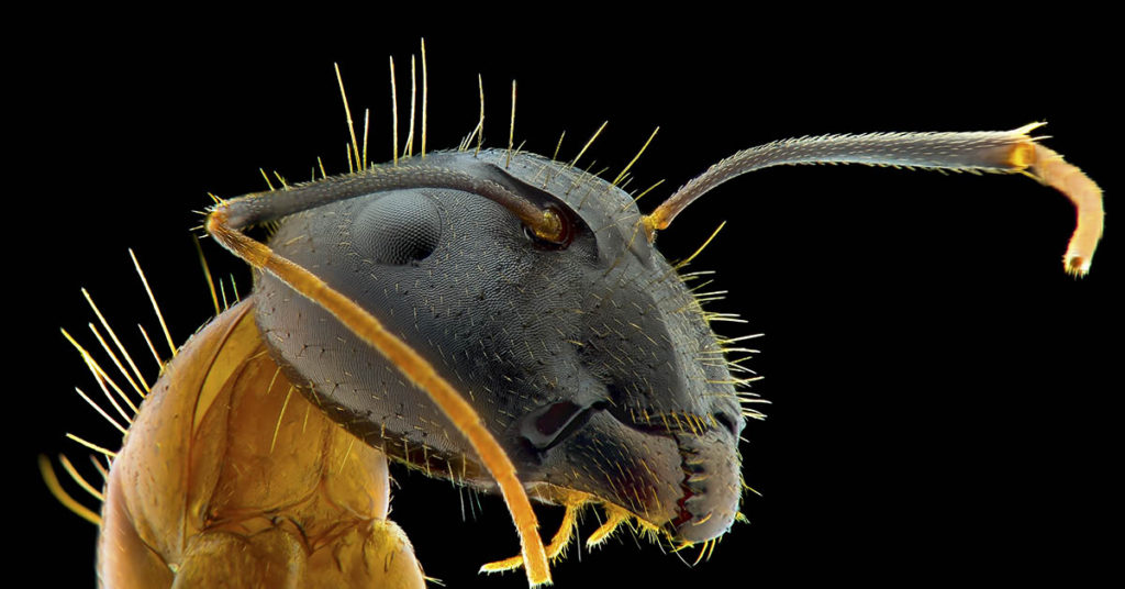 Terrifying close-up of ant’s face wins Nikon’s photo competition prize - Featured image