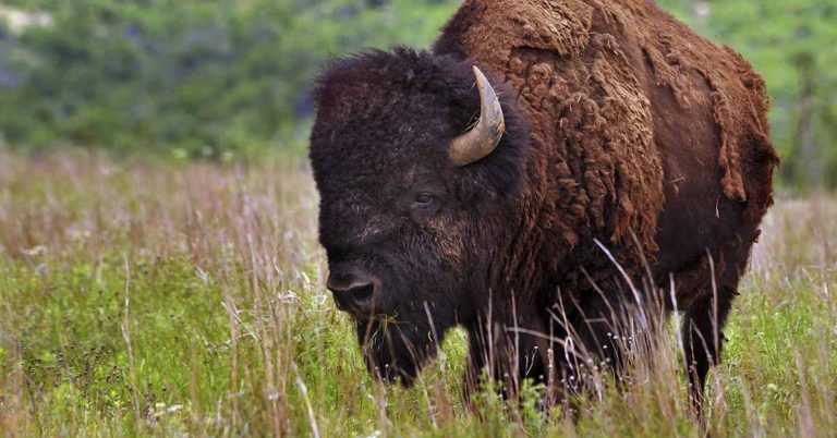 Texas Woman Gored By Bison Lives To Share Video On TikTok - Featured image