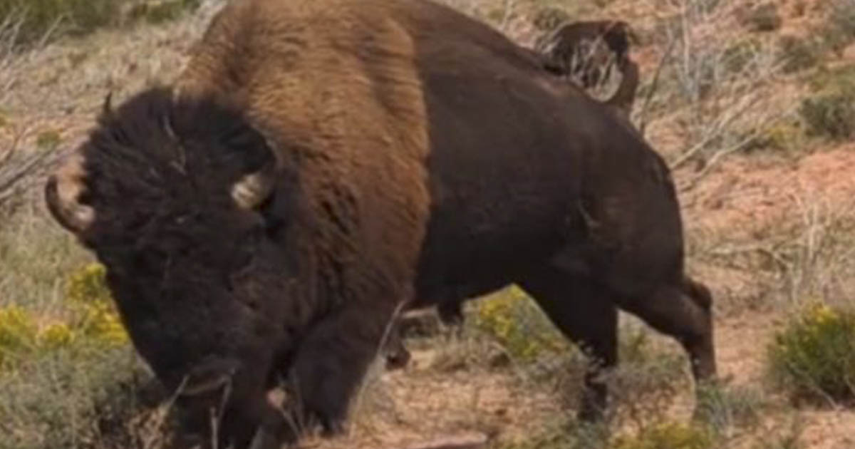 Texas woman gored by bison lives to share video on TikTok The Premier