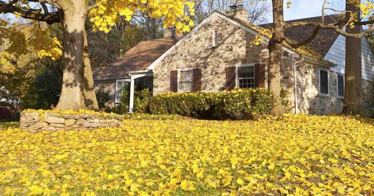 Why experts say you shouldn’t bag your leaves this fall - Featured image