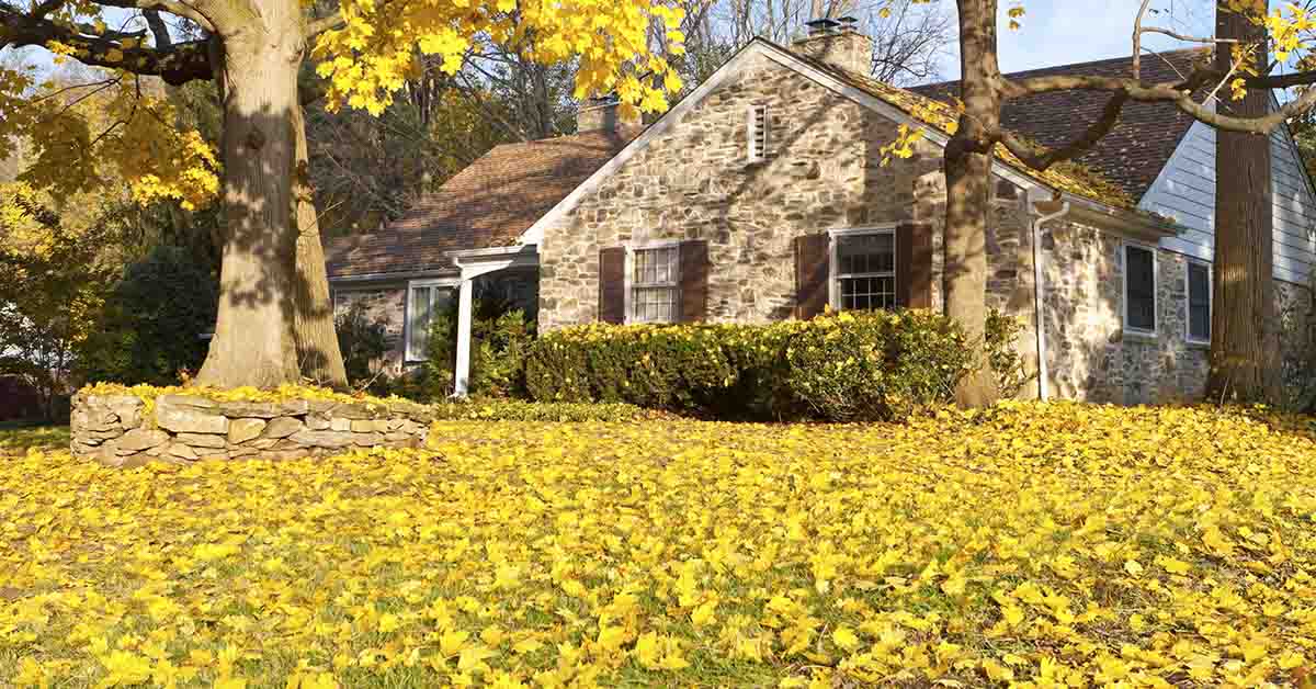 home with lawn covered in fallen leaves