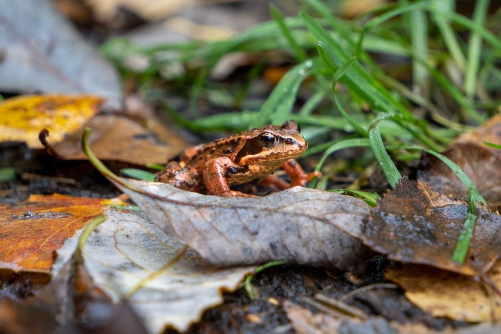 Toad on fall leaf