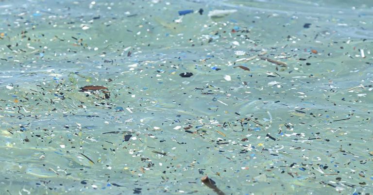 Student Helps Create A 3D Printed, Microplastic-Eating Fish That Can Clean Lakes - Featured image