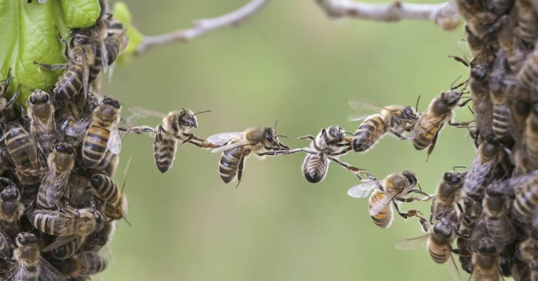 Swarming bees stir up their own electric fields - Featured image