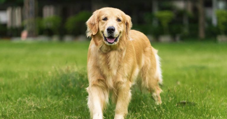 Fur parent turns dead pet dog into pelt to keep him forever - Featured image