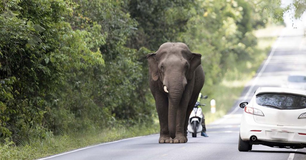 They Blocked Off The Road After Realizing What This Elephant Was Carrying With Its Trunk - Featured image