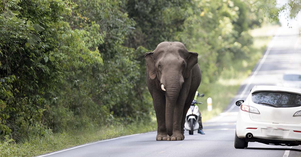 elephant on the street
