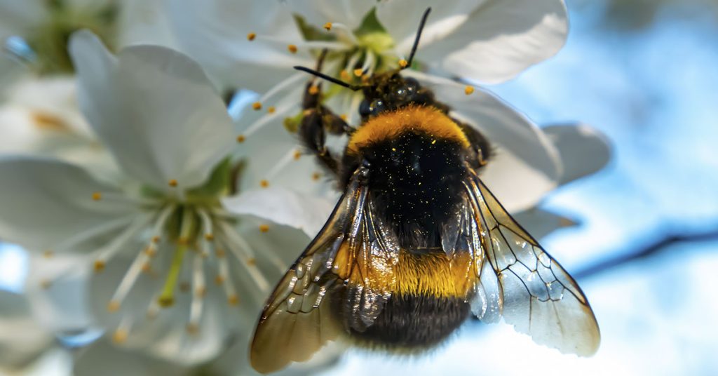 If bumblebees can play, does it mean they have feelings? - Featured image