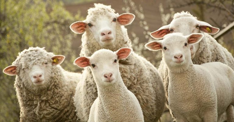 A Flock Of Sheep Has Been Walking In A Circle For 12 Days, And Nobody Knows Exactly Why: ‘Weird’ - Featured image