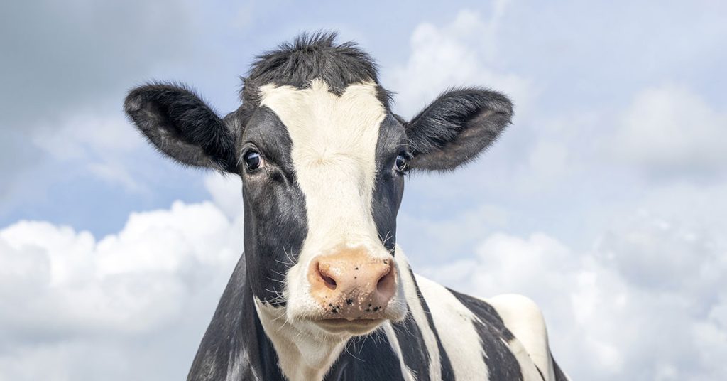 Hemp-fed cows get high and produce THC-laced milk - Featured image