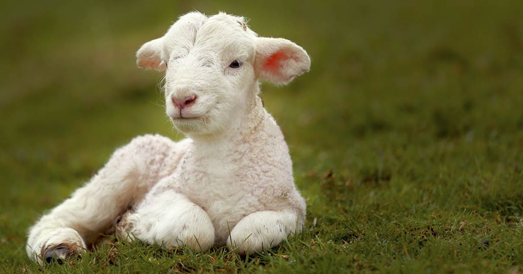 An artificial womb successfully grew baby sheep — and humans could be next - Featured image
