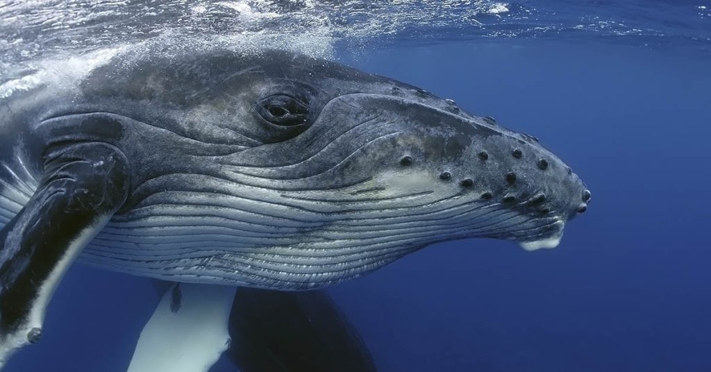 Moon, a doomed humpback whale with a broken spine, travels 3,000 miles doing breaststroke - Featured image