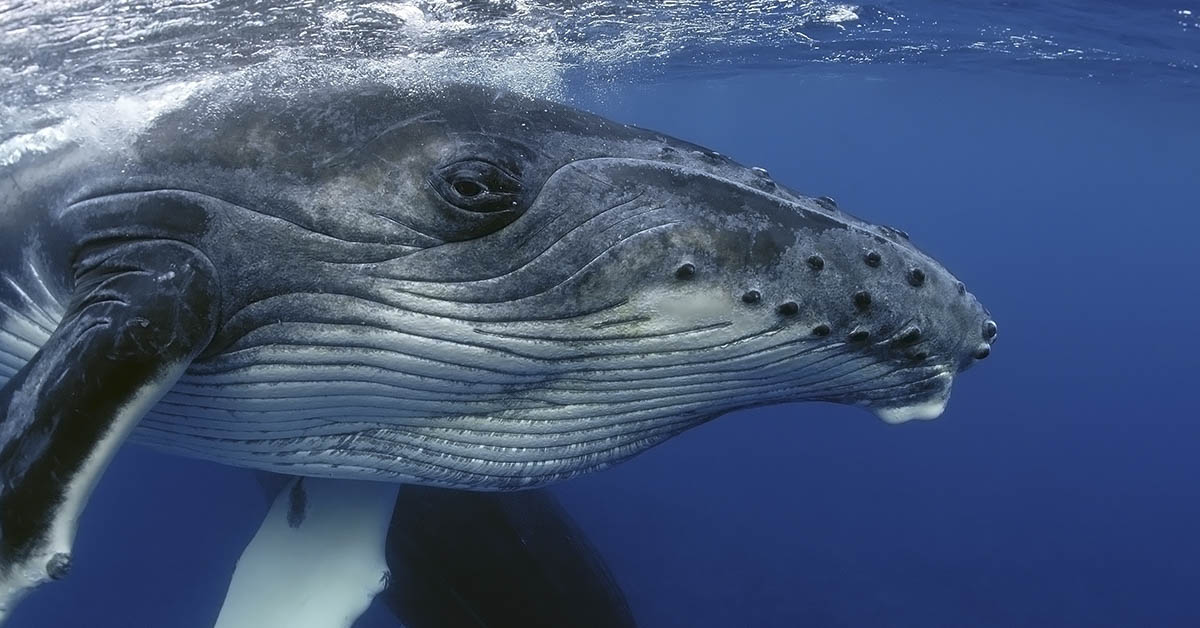 CLOSE-UP VIEW OF YOUNG HUMPBACK WHALE HEAD