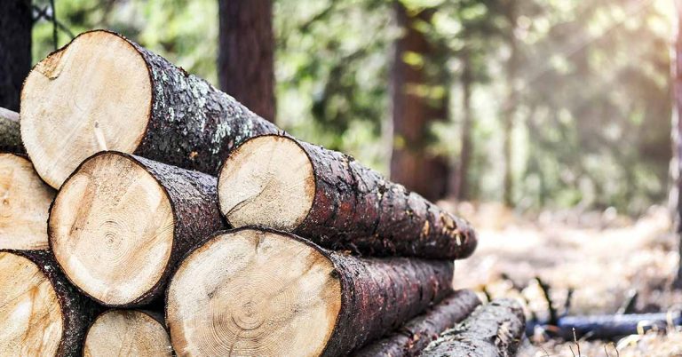 We Can Now 3D Print As Much Wood As We Want Without Cutting A Single Tree - Featured image