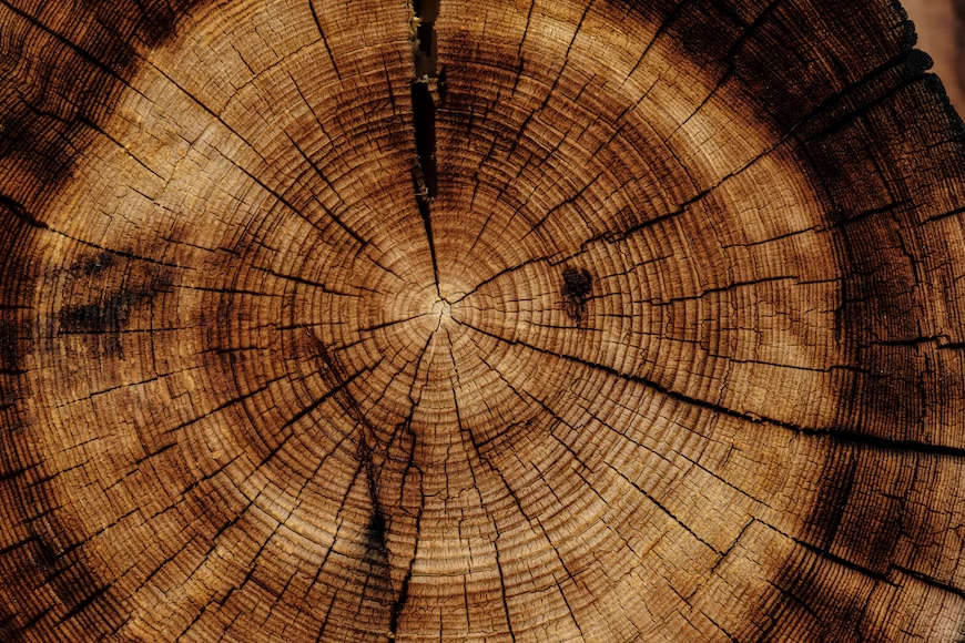 Nature Makes Wood. Could a Lab Make It Better?