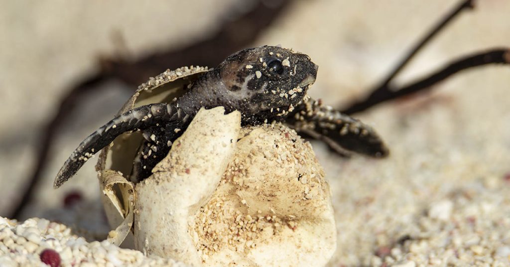 Scientists recently documented the world’s largest hatching of baby turtles - Featured image