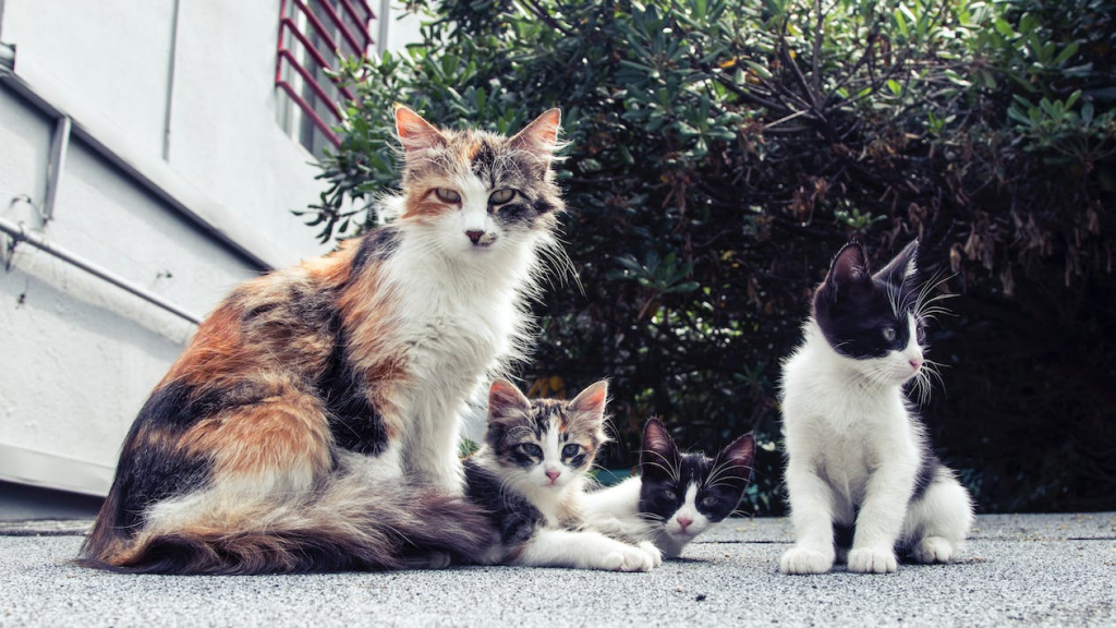 Surprising facts about cat husbandry