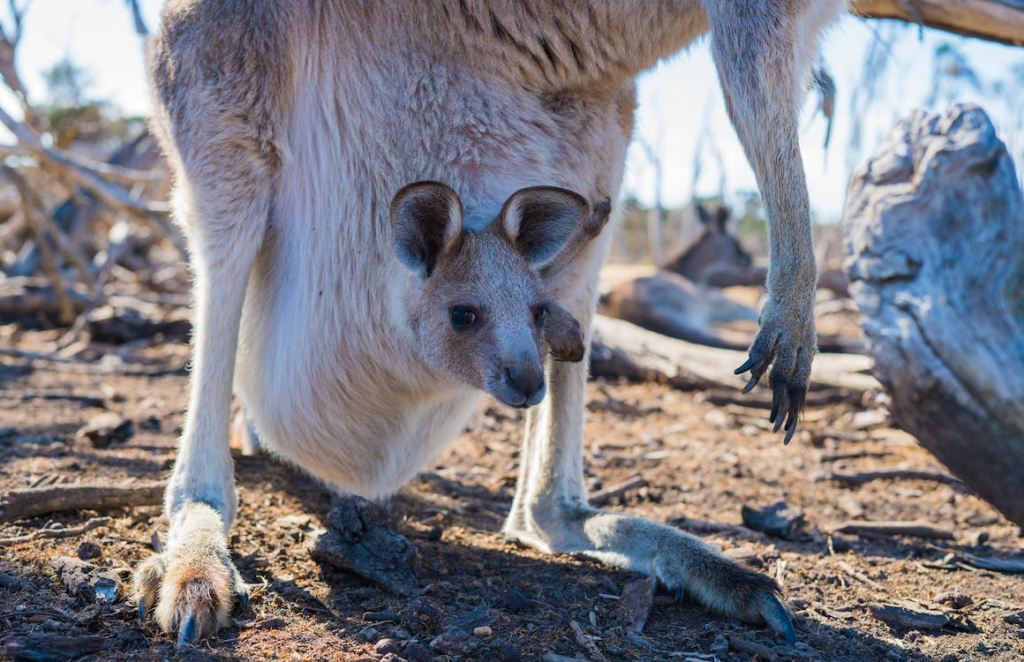 Surprising fact about marsupials