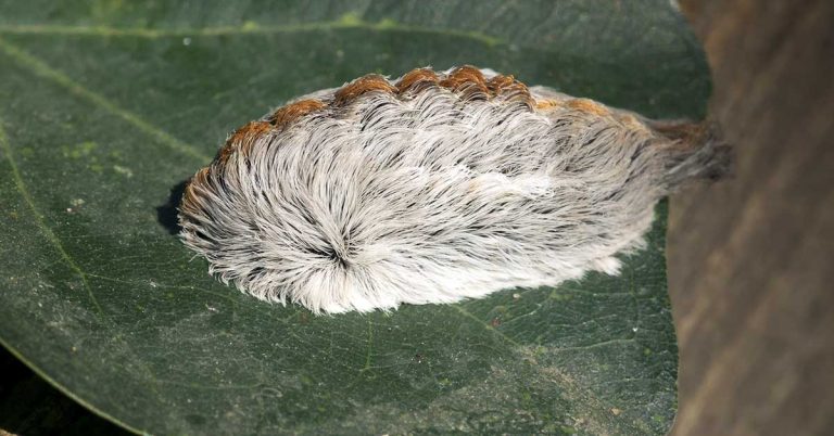 When sitting on a bench, they noticed a strange little creature completely covered in fur - Featured image