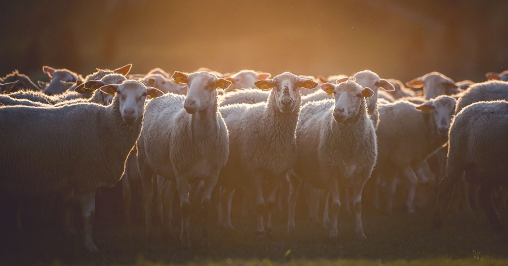 Putting solar panels in grazing fields is good for sheep - Featured image