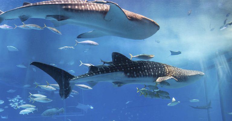 Huge Fish ‘Kills Itself’ After Being Startled By Camera Flash In Aquarium - Featured image