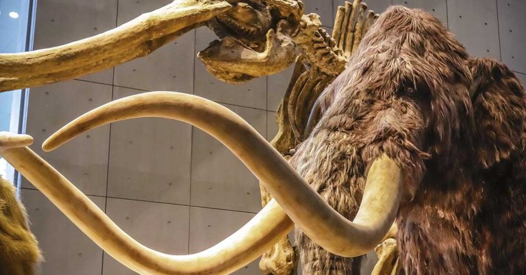 Scientists Are Reincarnating the Woolly Mammoth to Return in 4 Years - Featured image