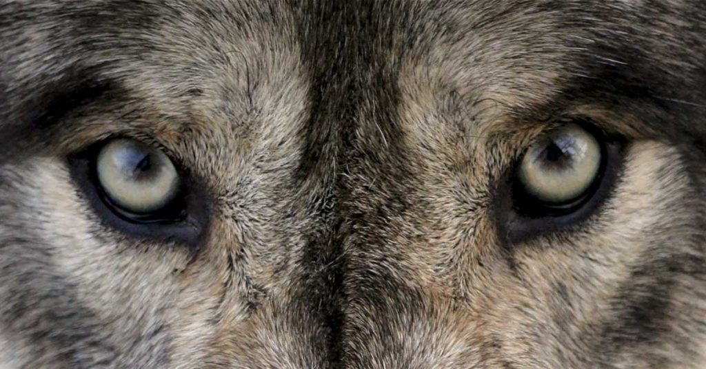 Man Who Spent $23,000 to ‘Become a Wolf’ Just Wants to be Free of Human Relationships - Featured image