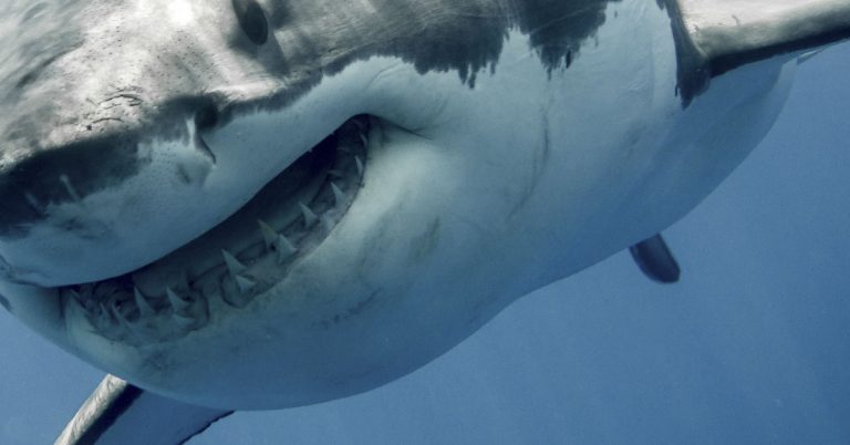 Preserved great white shark carcass was found in abandoned wildlife park - Featured image