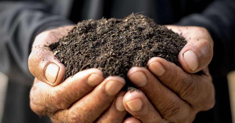 How to Fertilize A Tomato Plant Using A Whole Egg And A Banana - Featured image