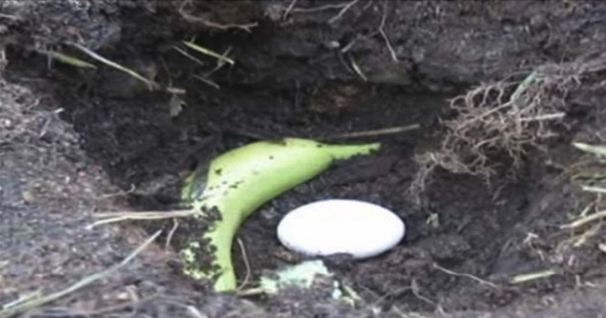 How to Fertilize A Tomato Plant Using A Whole Egg And A Banana The Premier Daily