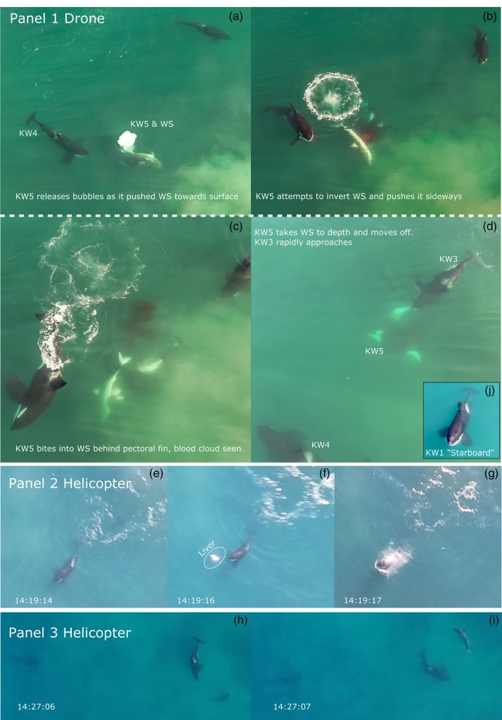 arial footage of great white shark being hunted by killer whales 