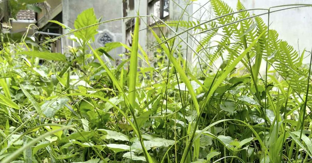 How To Build A Fold-Down Greenhouse - Featured image