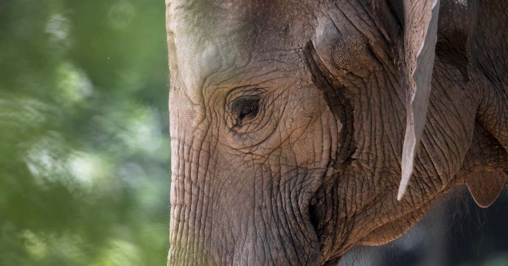 This is what years of tourist rides do to an elephant - Featured image